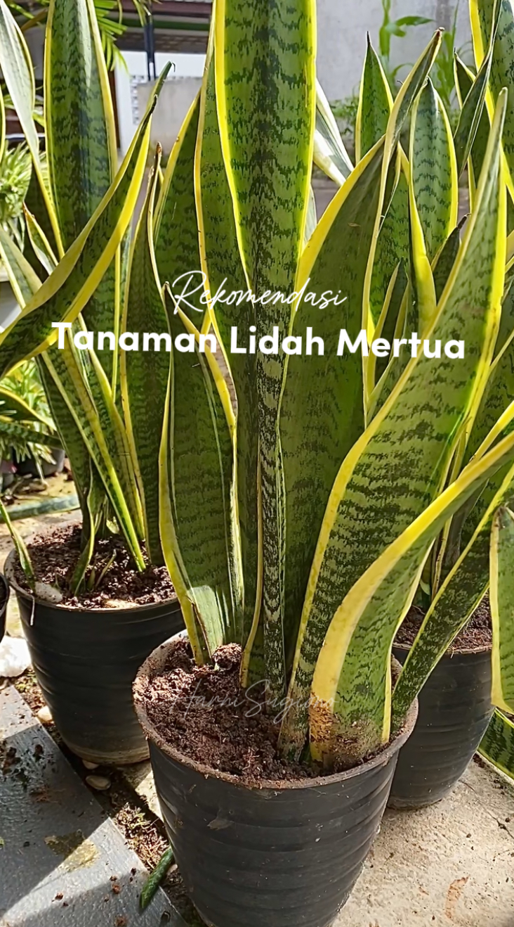 Tanaman Lidah Mertua